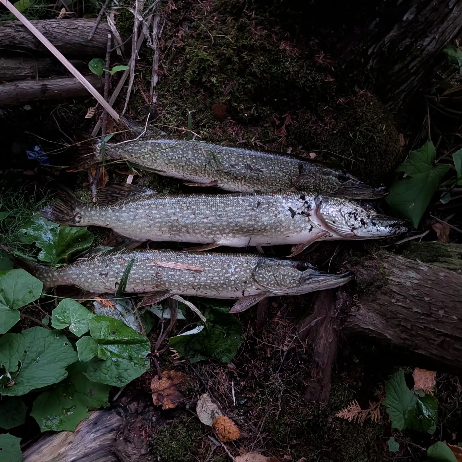 Northern pike caught on Fishbrain