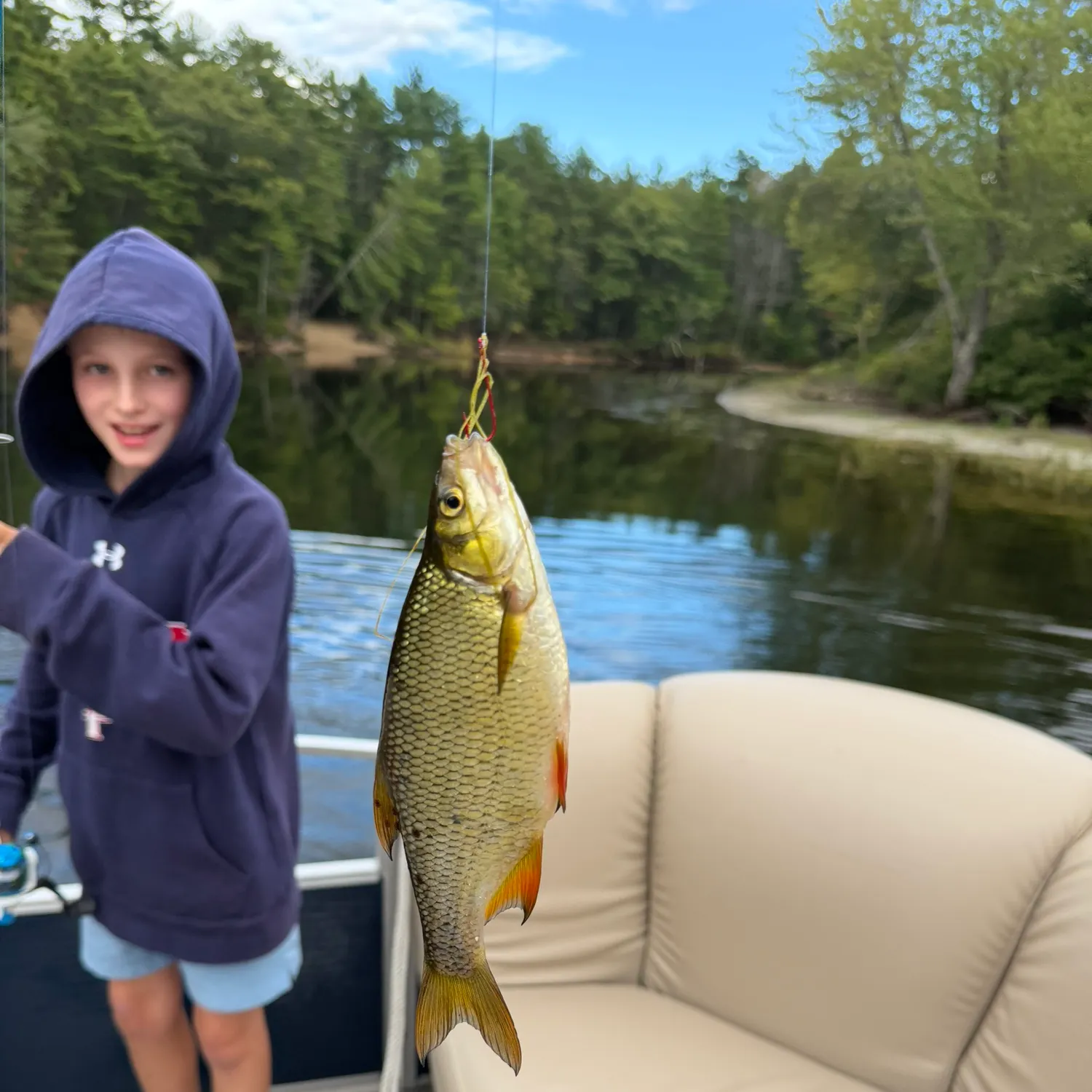 Golden shiner caught on Fishbrain
