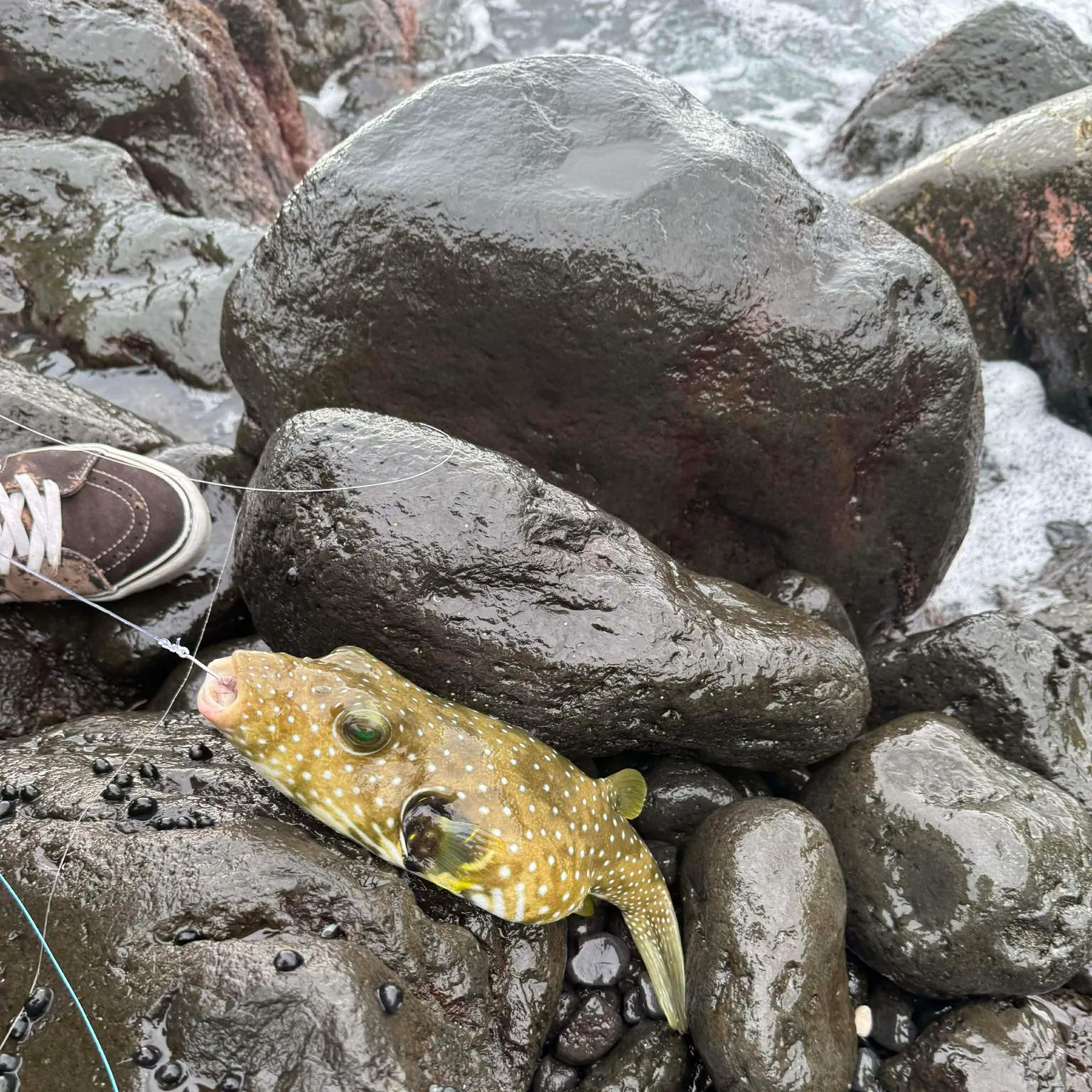 The most recent White-spotted puffer catches on Fishbrain