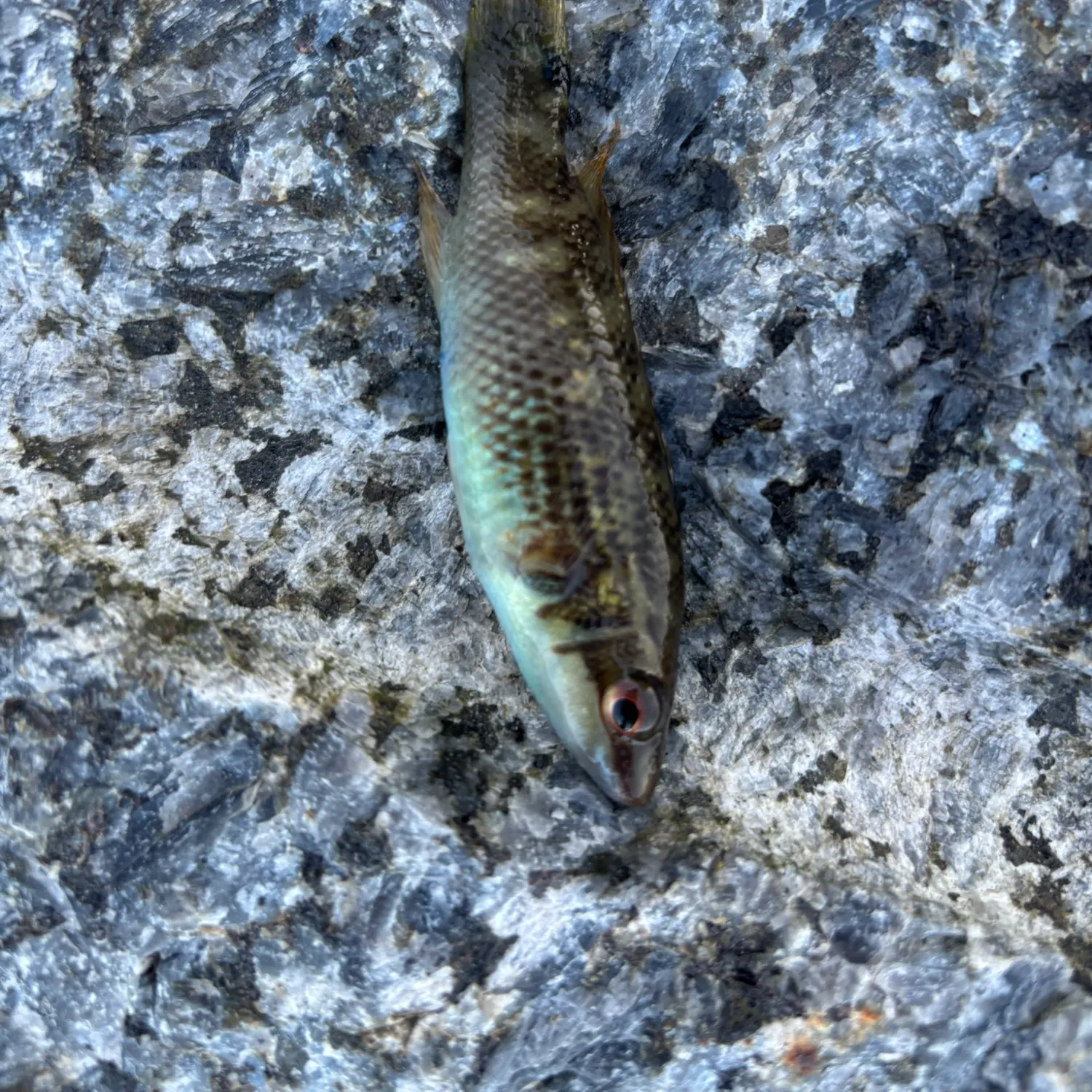 Ballan wrasse caught on Fishbrain