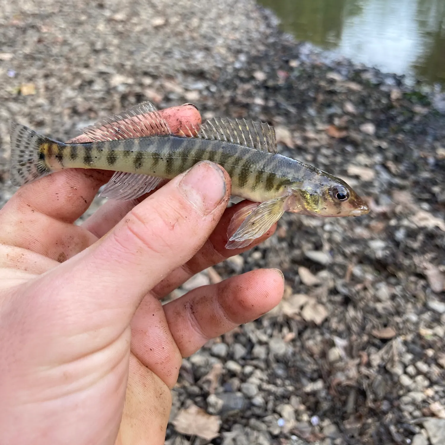 Common logperch caught on Fishbrain