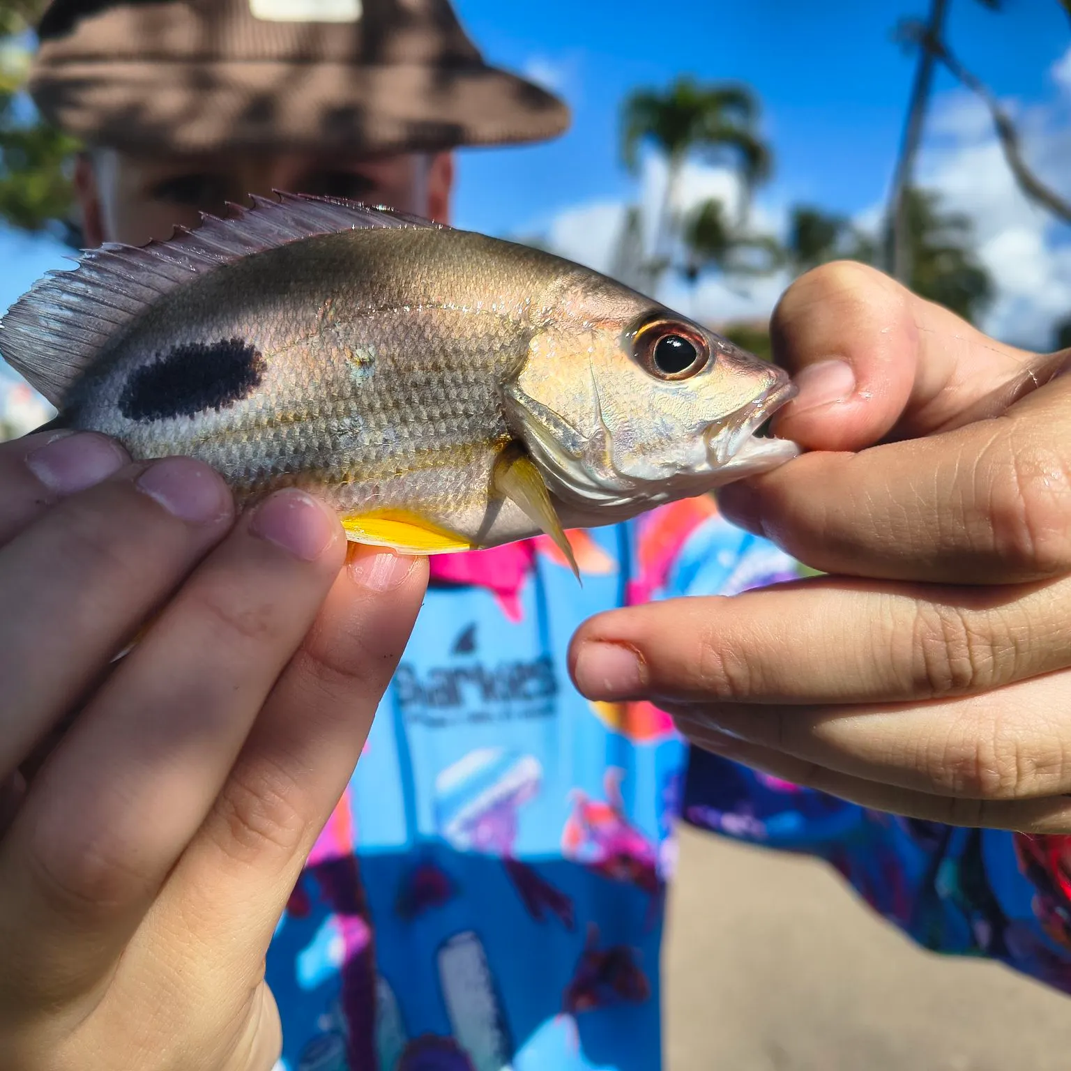 The most recent Moses perch catches on Fishbrain