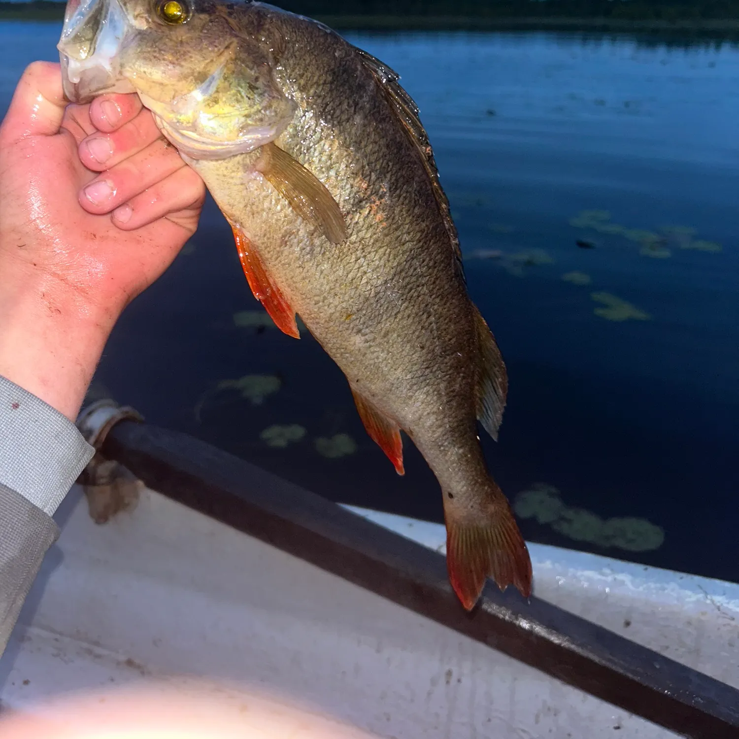European perch caught on Fishbrain