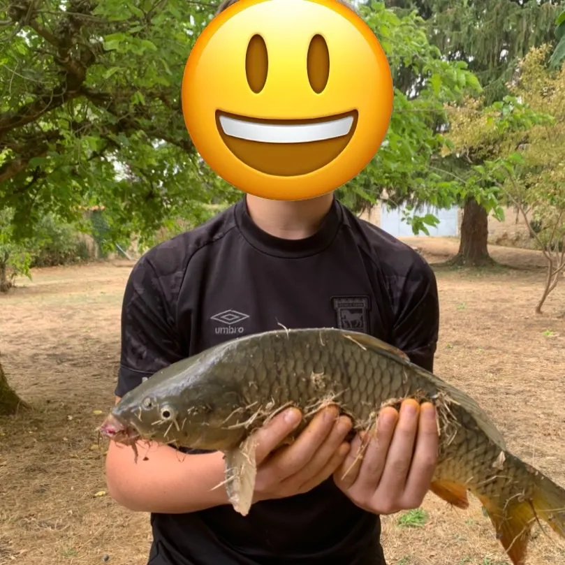 Common carp caught on Fishbrain