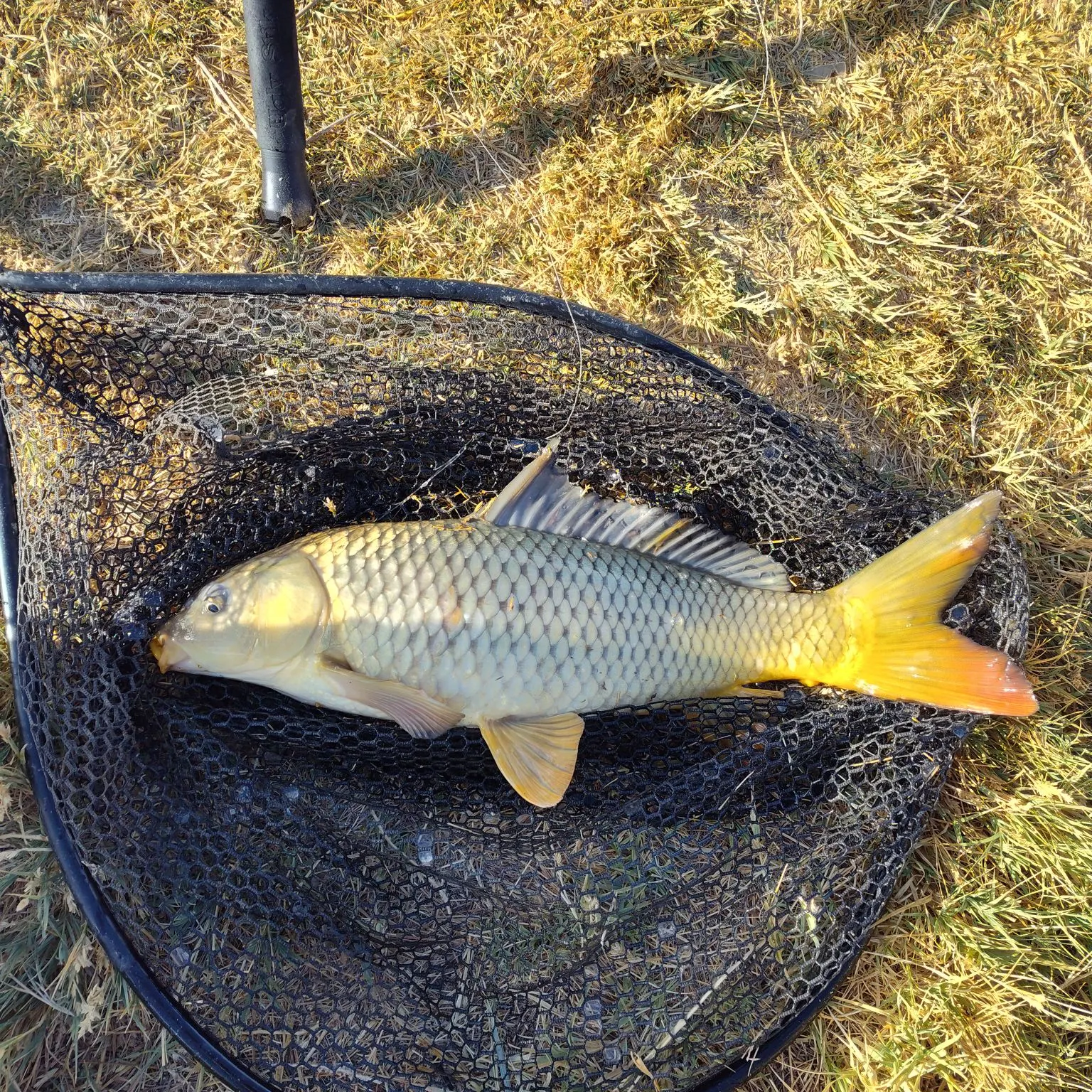 Common carp caught on Fishbrain