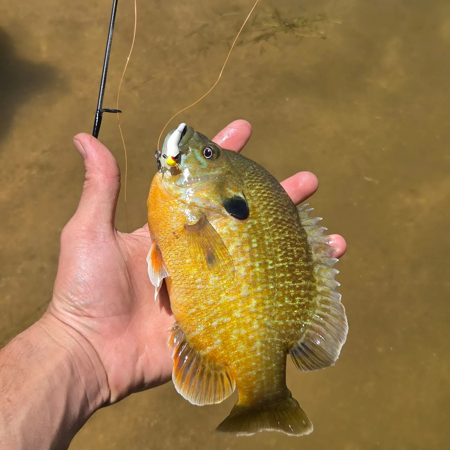 balsa wood for fishing lures Rapala Jointed