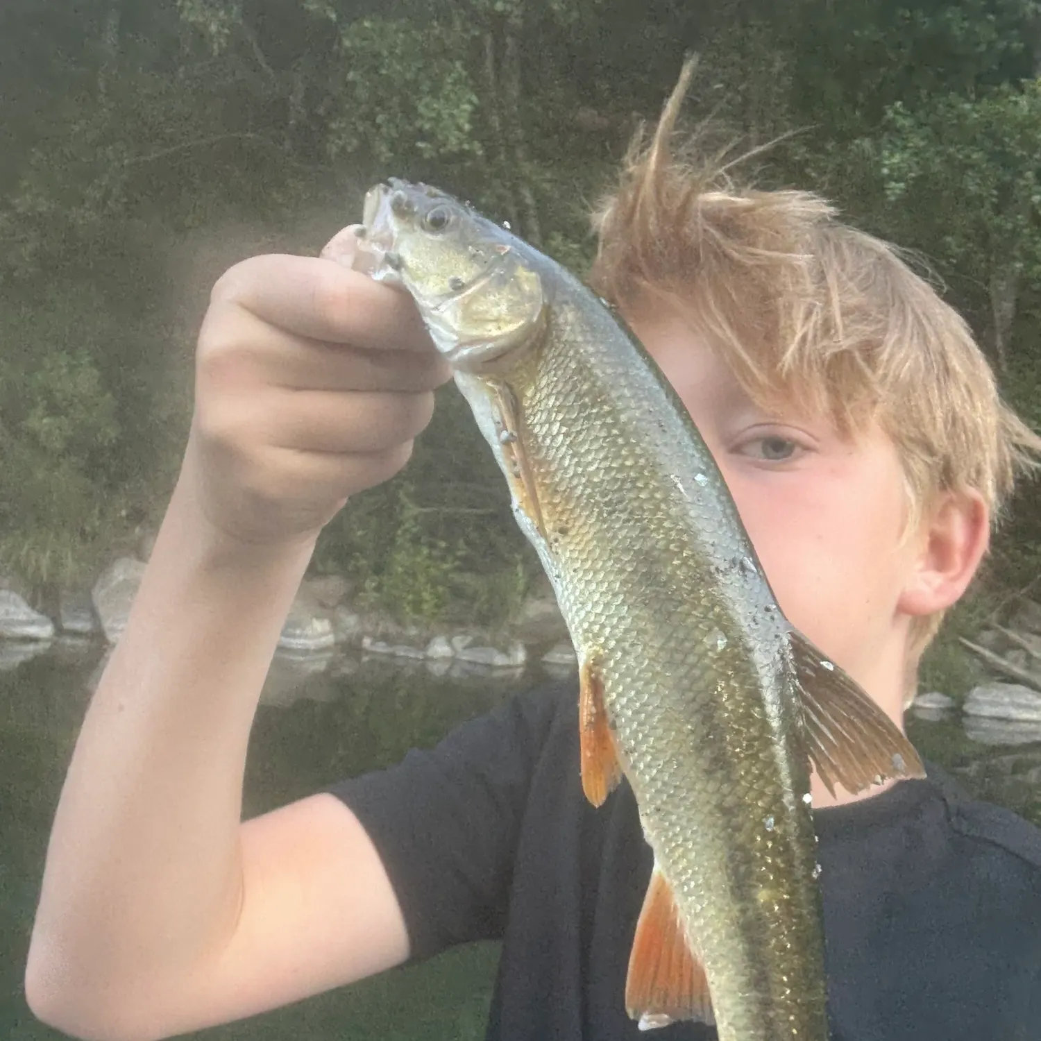 Sacramento pikeminnow caught on Fishbrain