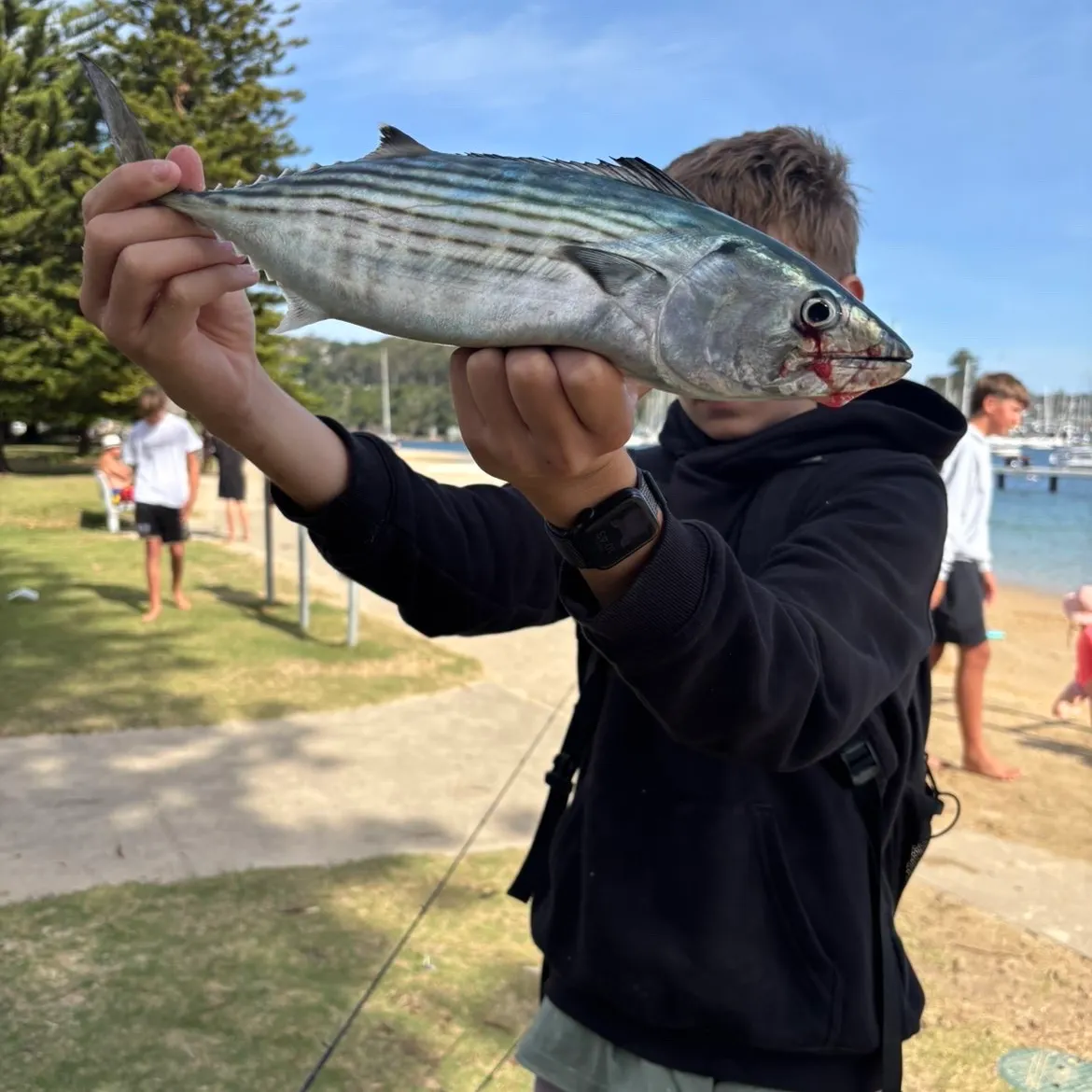 The most recent Australian bonito catches on Fishbrain