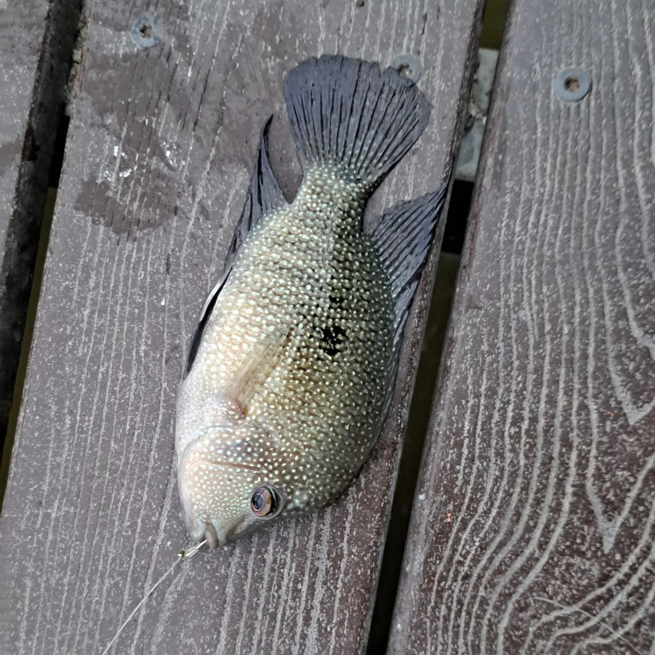 Rio Grande cichlid caught on Fishbrain