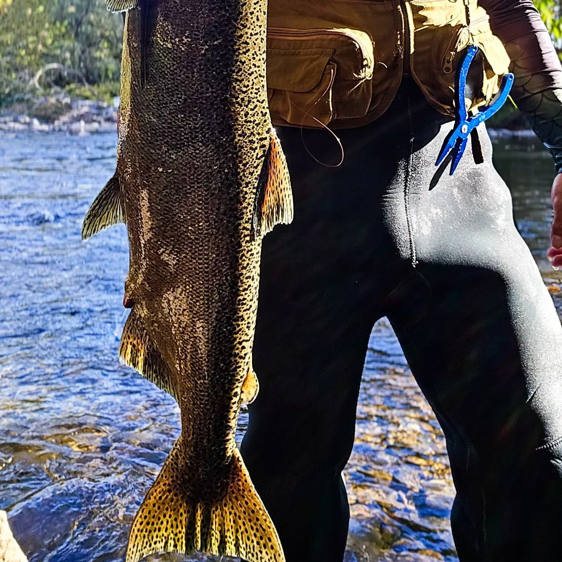 The most recent Chum salmon catches on Fishbrain