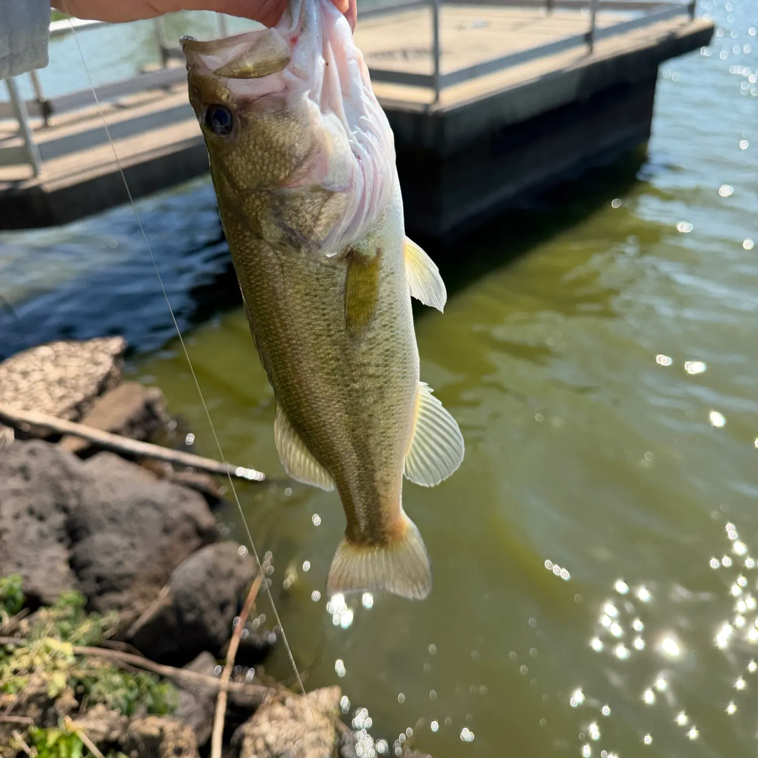 Largemouth bass caught on Fishbrain