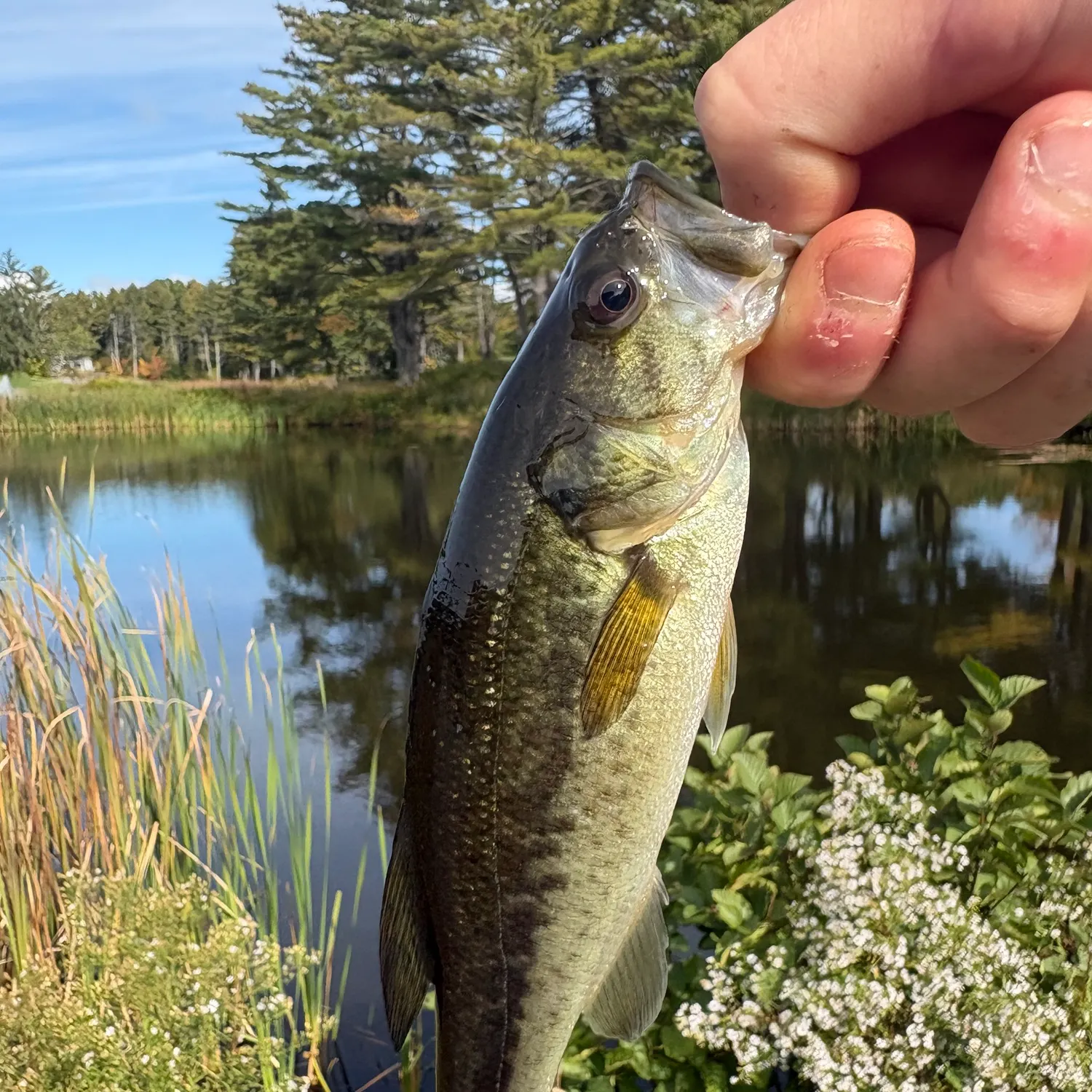 Largemouth bass caught on Fishbrain
