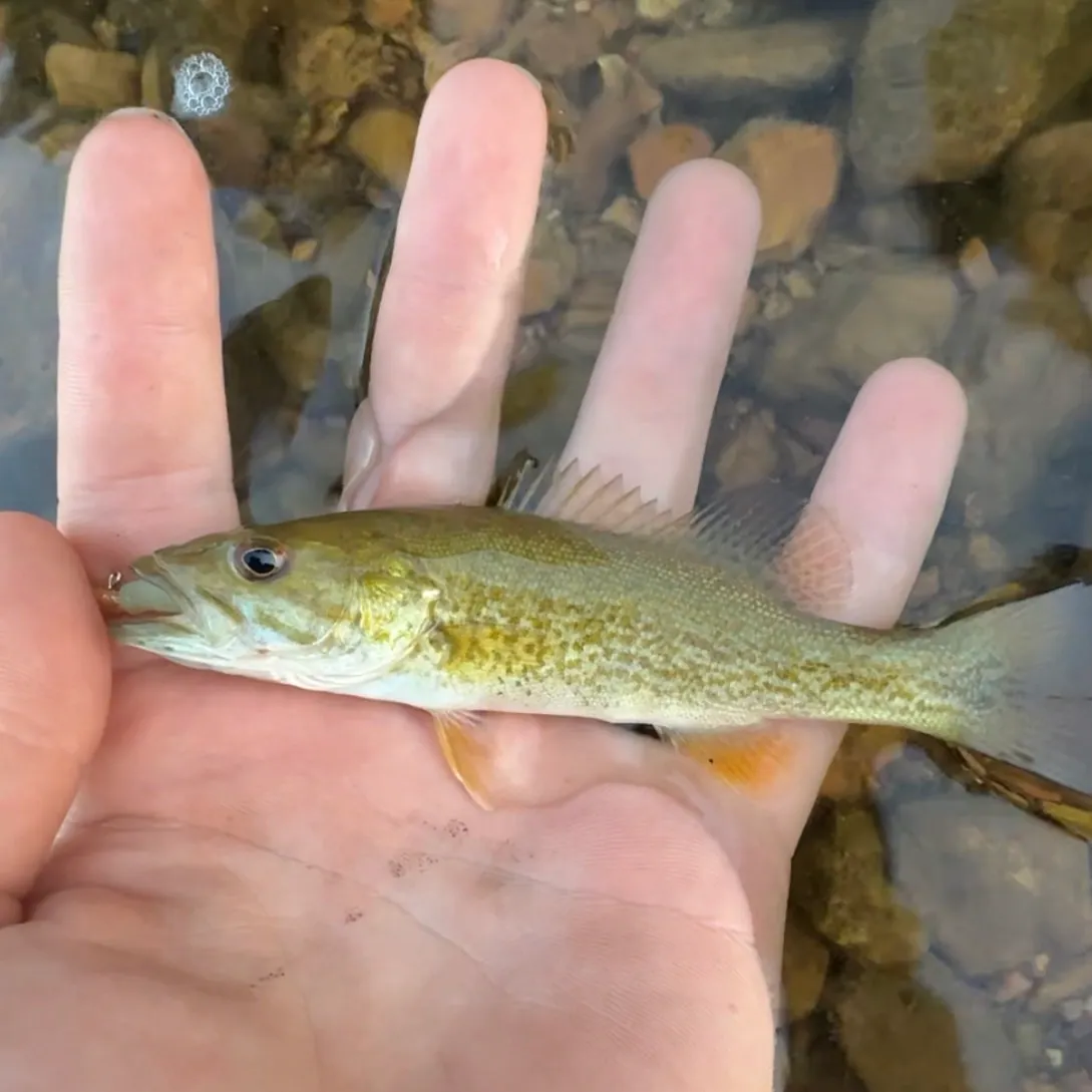 Smallmouth bass caught on Fishbrain