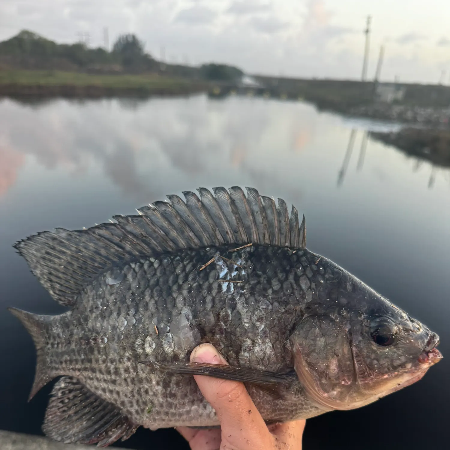 The most recent Nile tilapia catches on Fishbrain