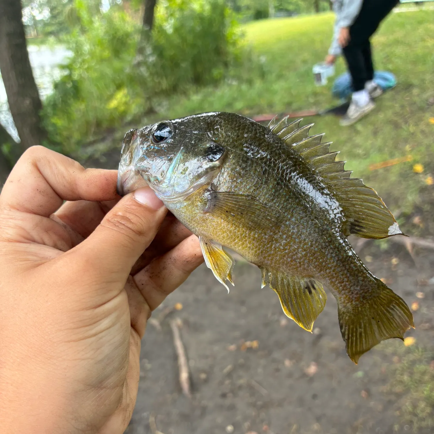 Bluegill caught on Fishbrain