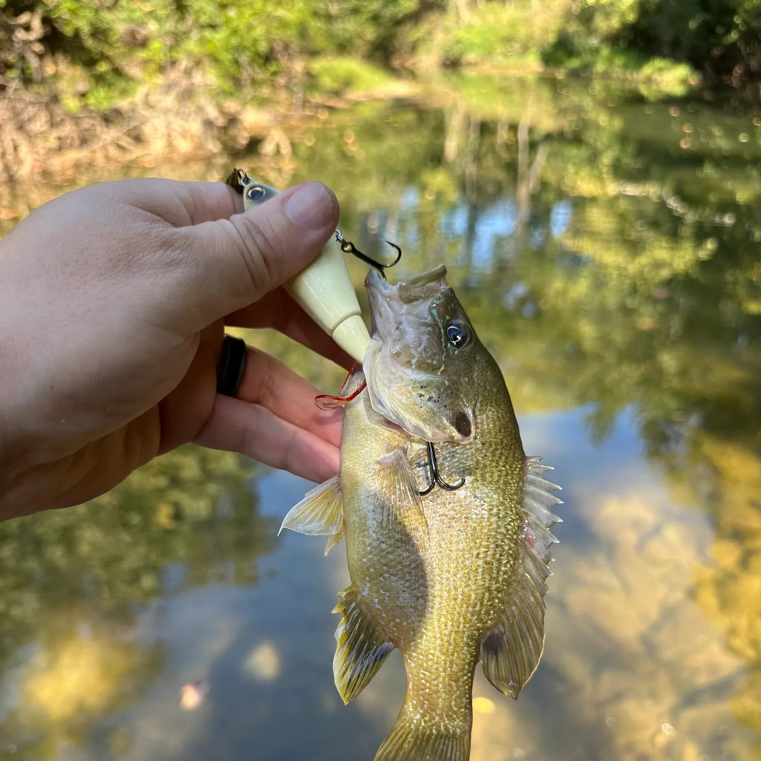 Green sunfish caught on Fishbrain