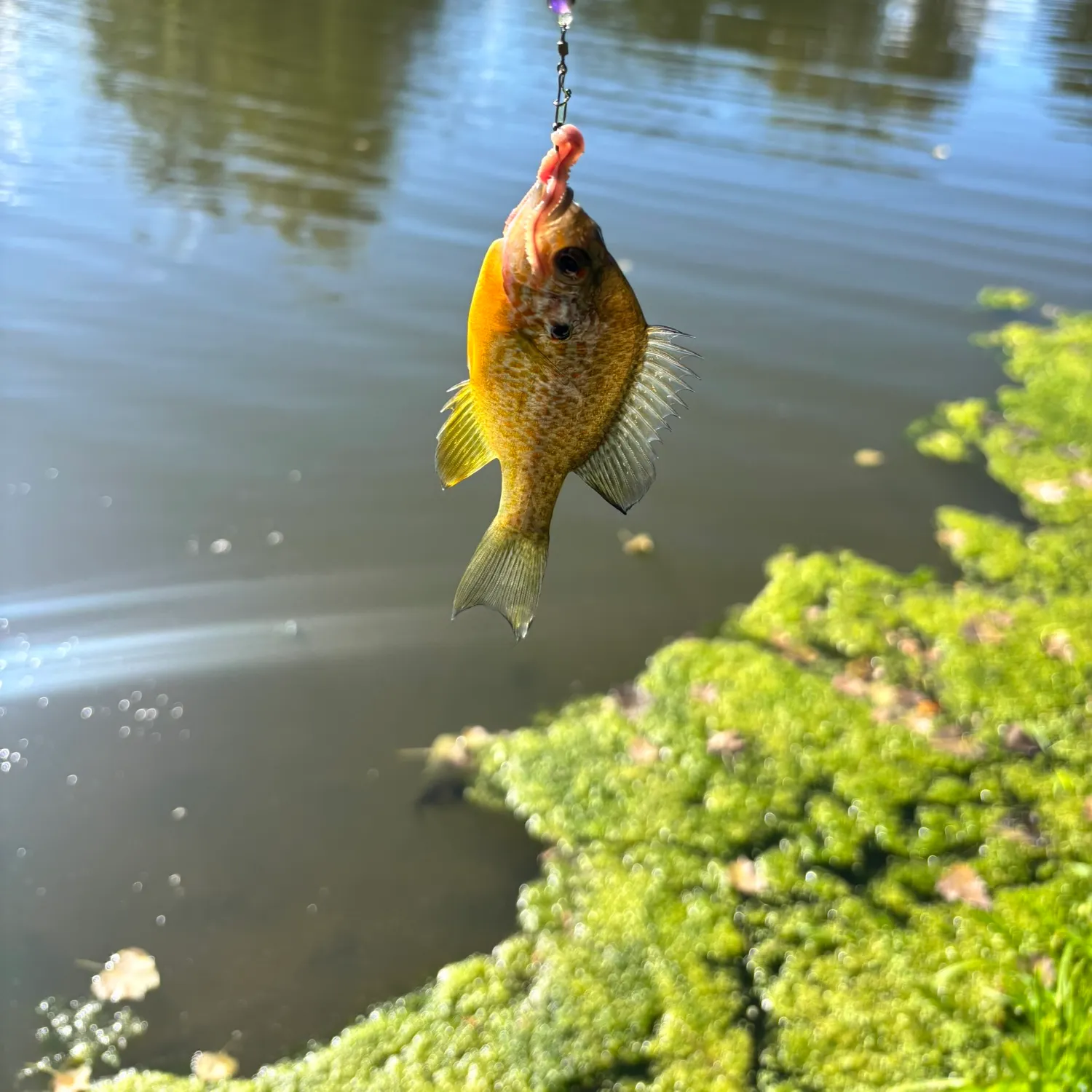 Pumpkinseed caught on Fishbrain