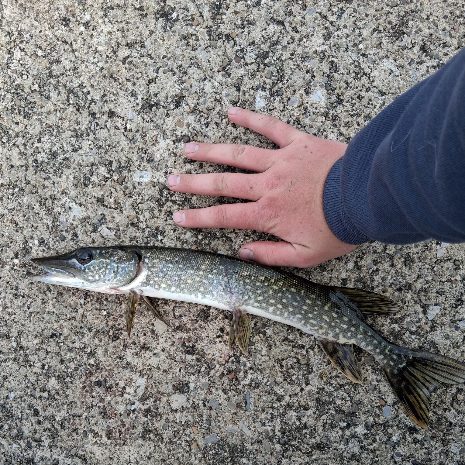 Northern pike caught on Fishbrain