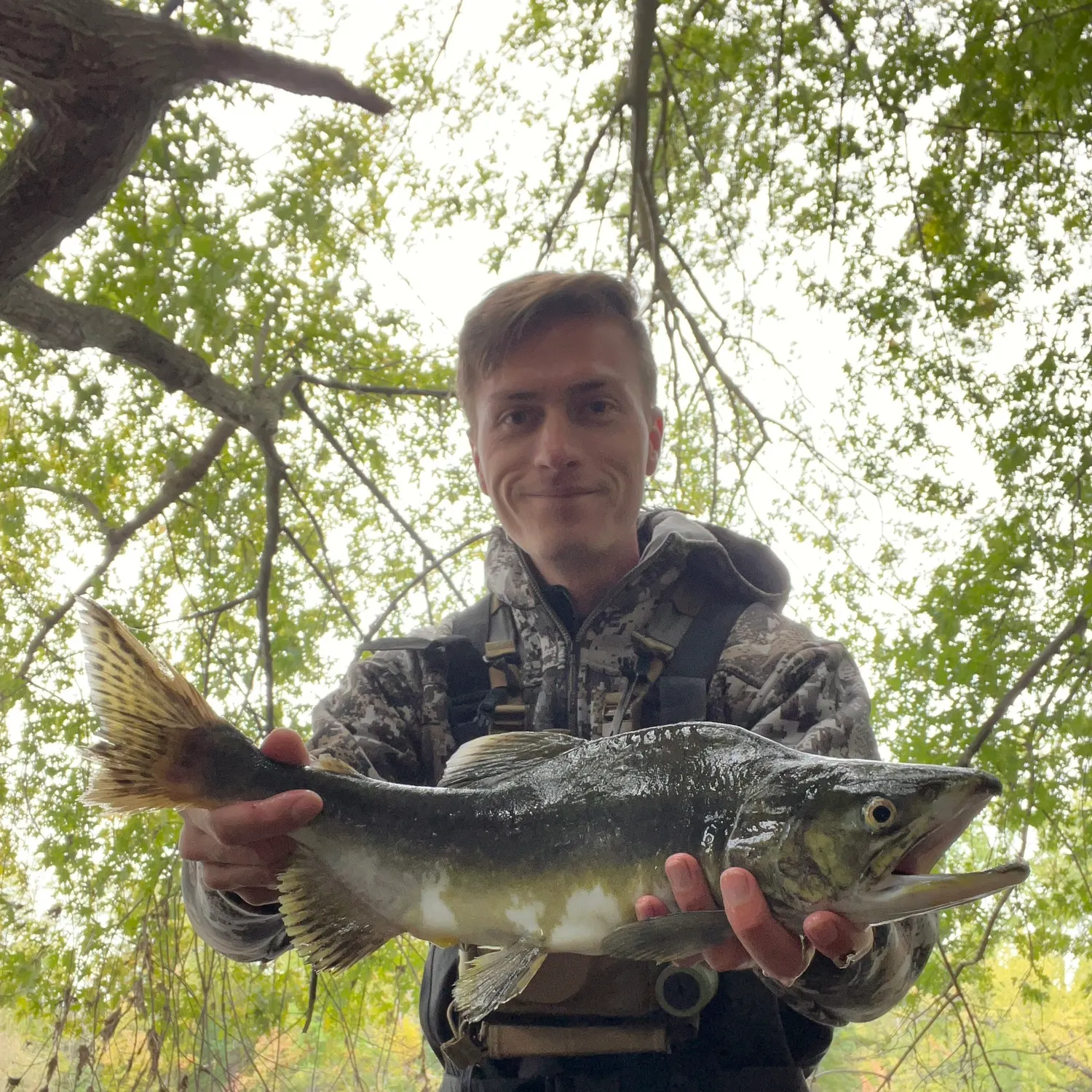 Pink salmon caught on Fishbrain