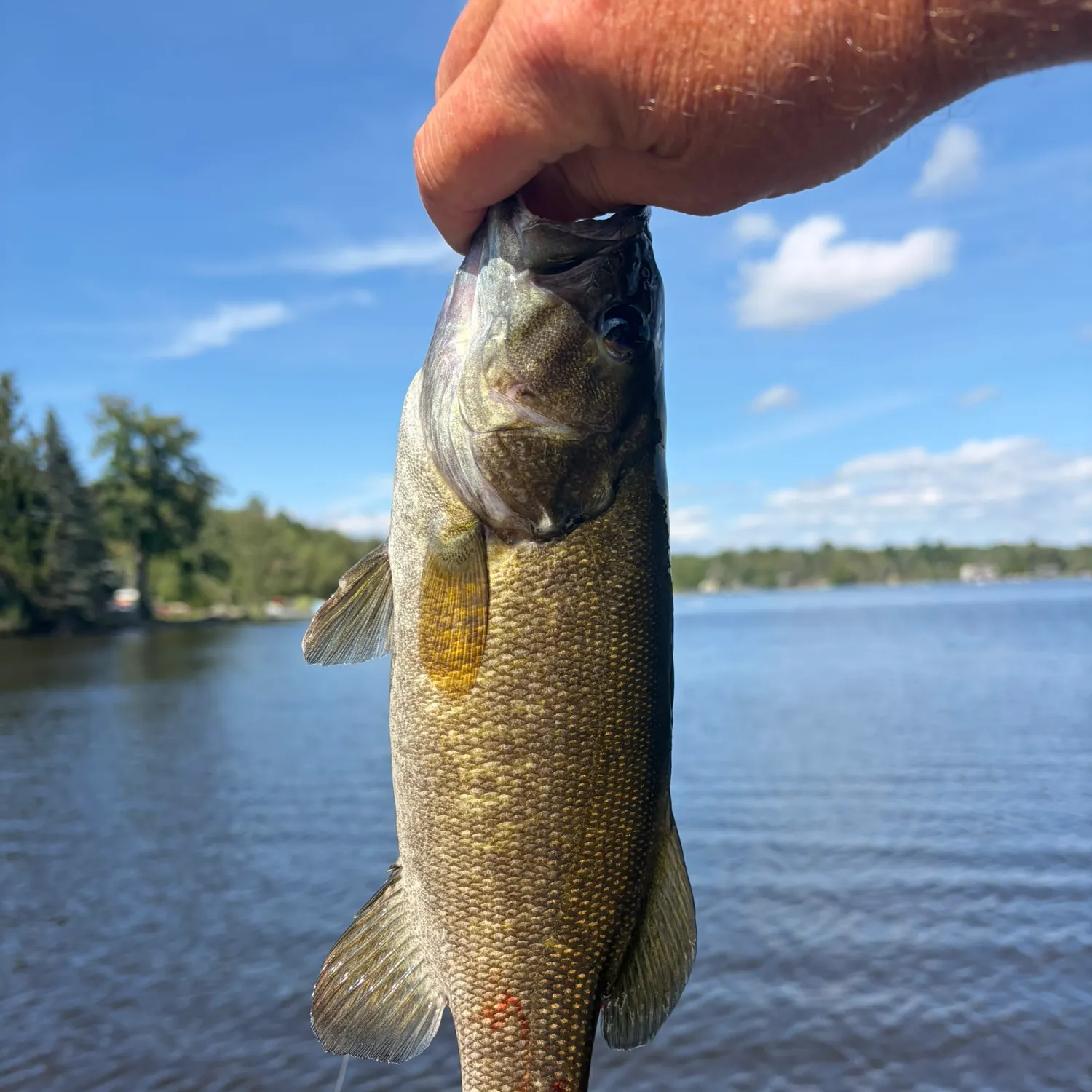 Smallmouth bass caught on Fishbrain