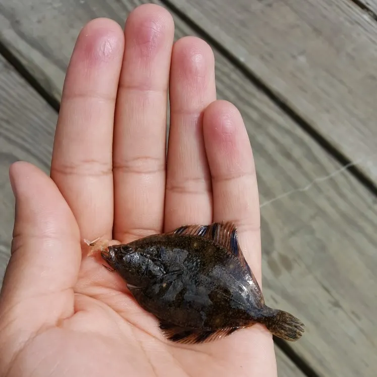 Starry flounder caught on Fishbrain
