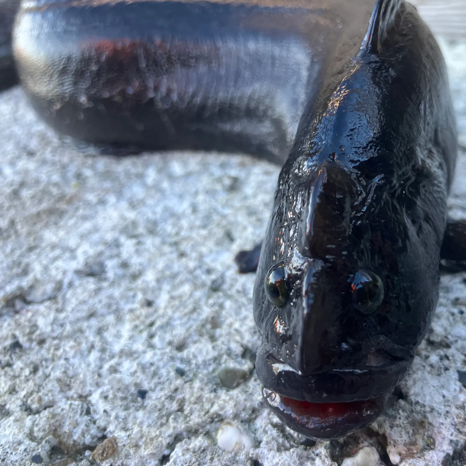 The most recent Monkeyface prickleback catches on Fishbrain