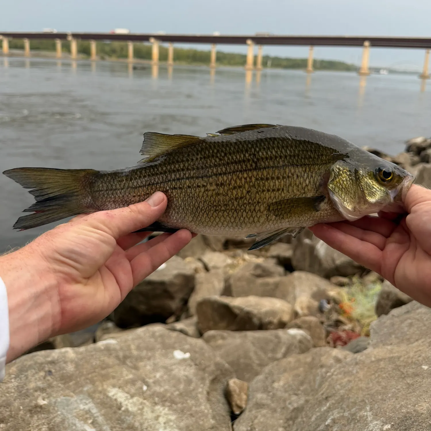 White bass caught on Fishbrain