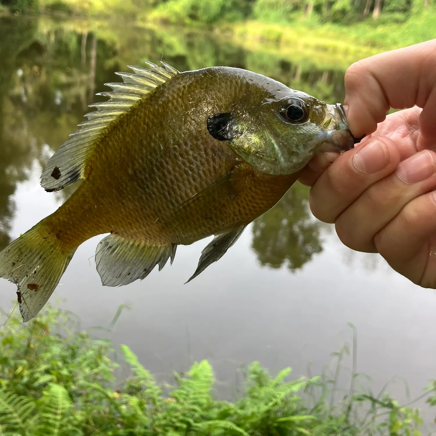 Bluegill caught on Fishbrain