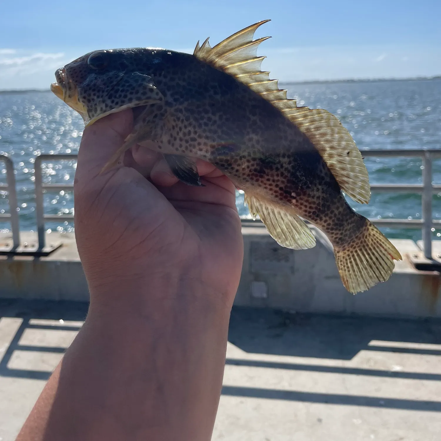 Spotted sand bass caught on Fishbrain