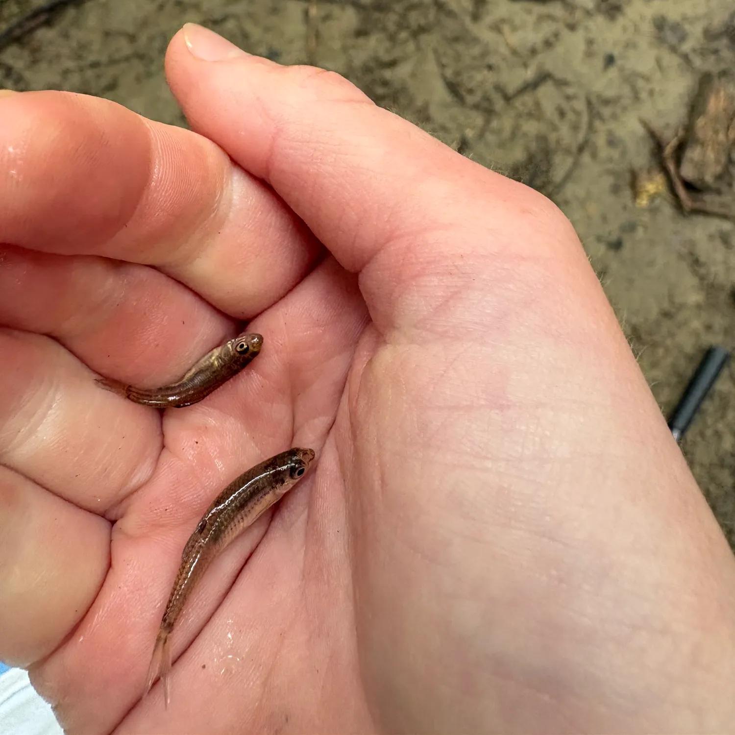 The most recent Striped killifish catches on Fishbrain