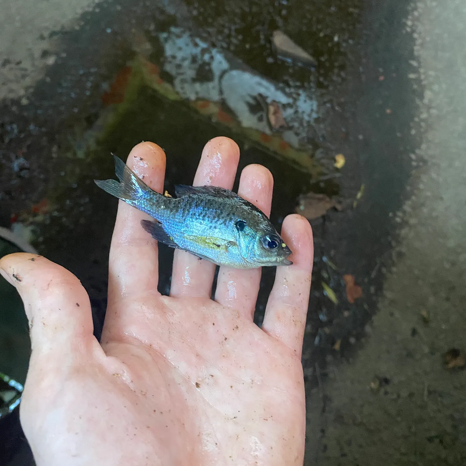 Bluegill caught on Fishbrain