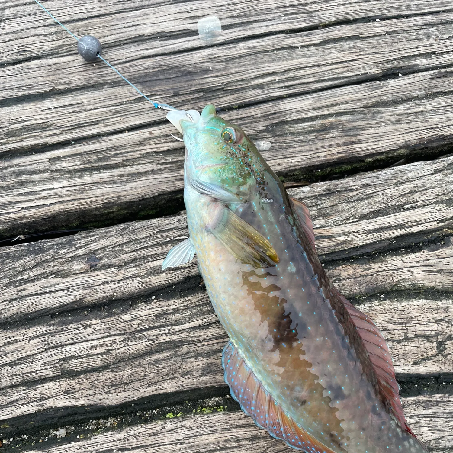 The most recent Blue-throated wrasse catches on Fishbrain