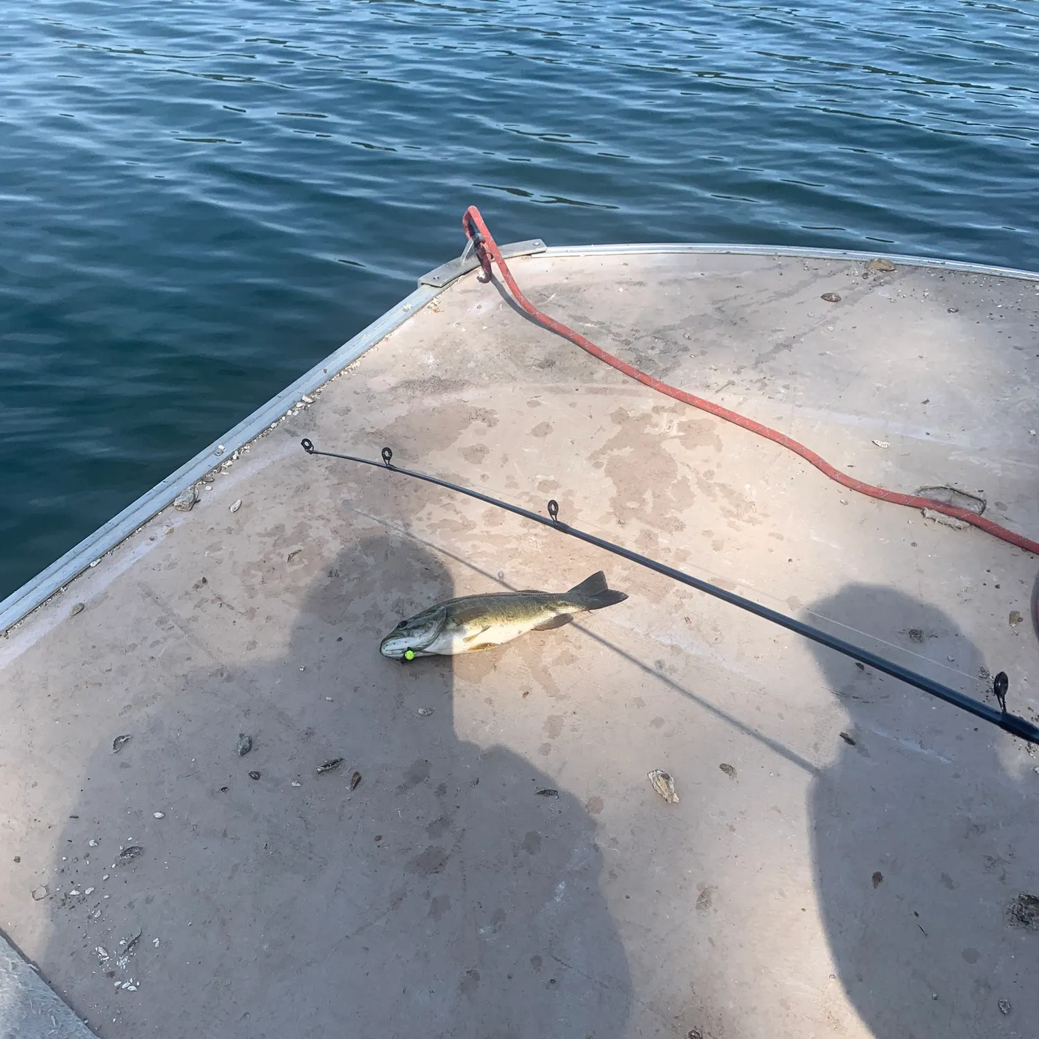 Fish caught on Fishbrain