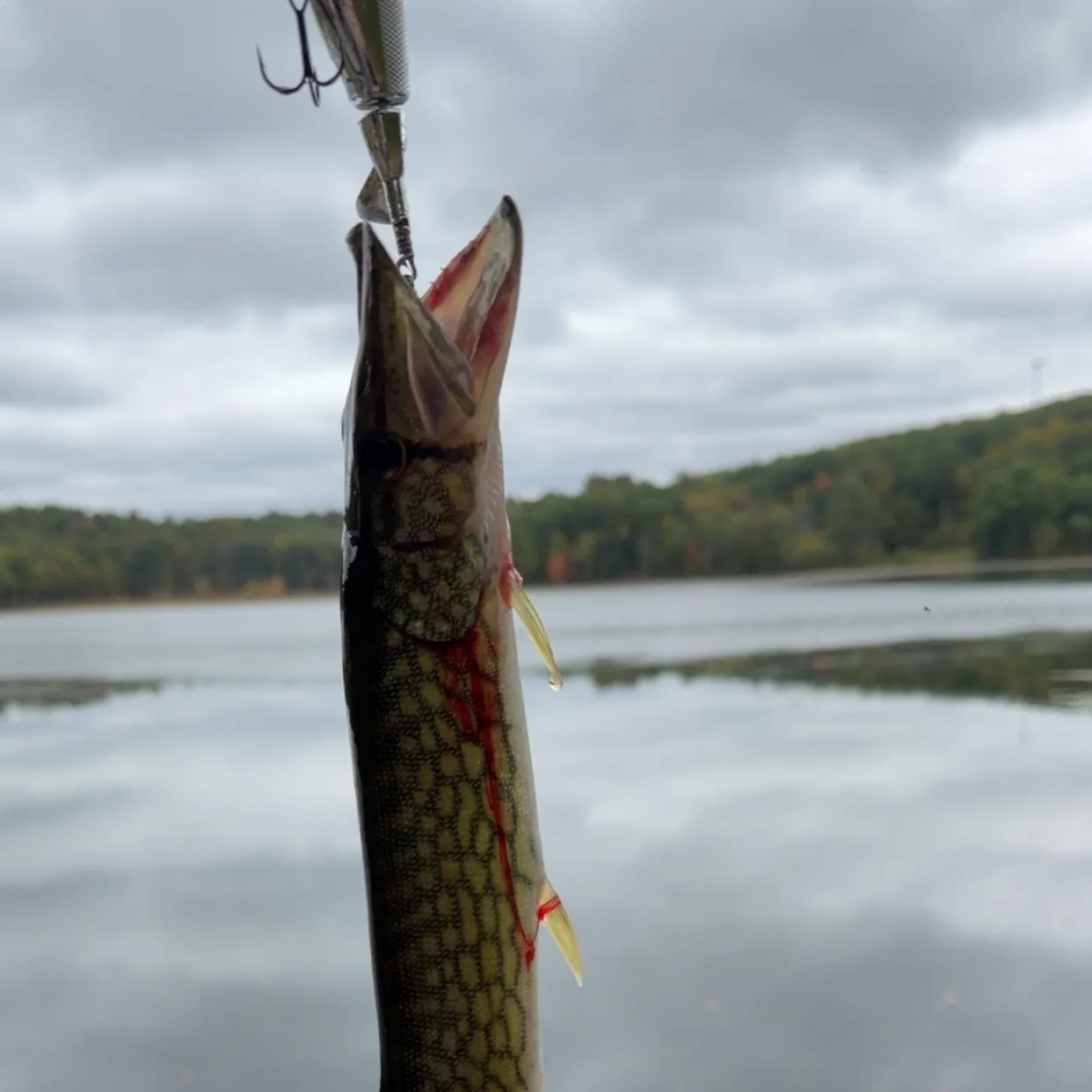 Chain pickerel caught on Fishbrain