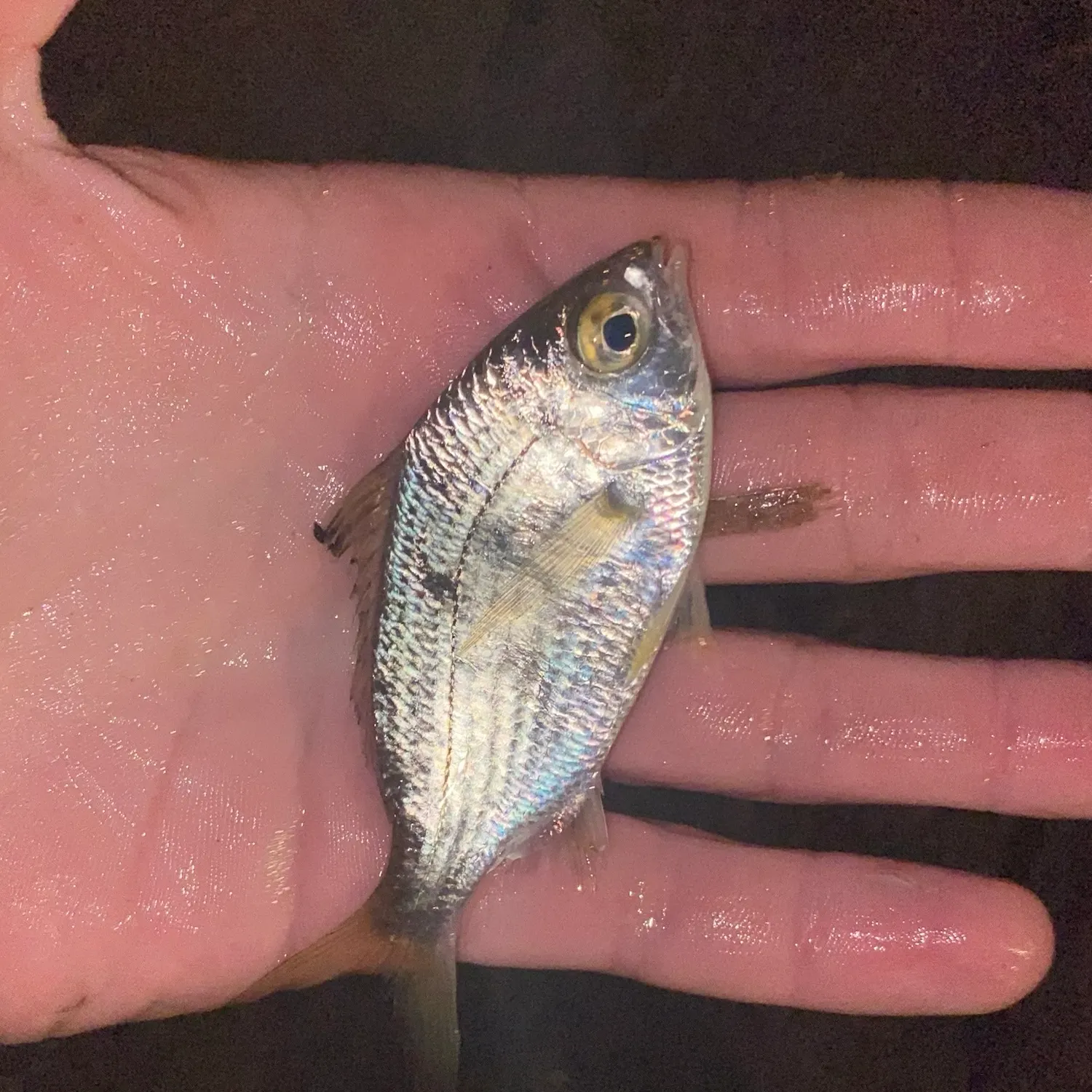 The most recent Common silver belly catches on Fishbrain