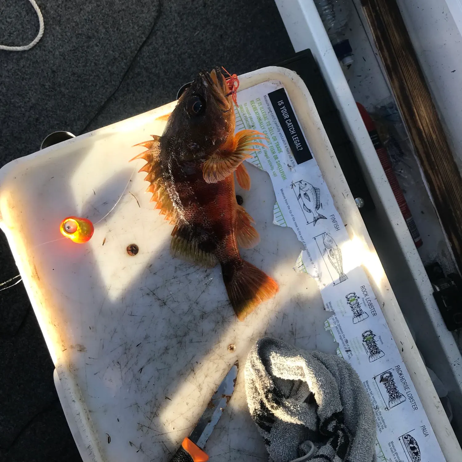 recently logged catches