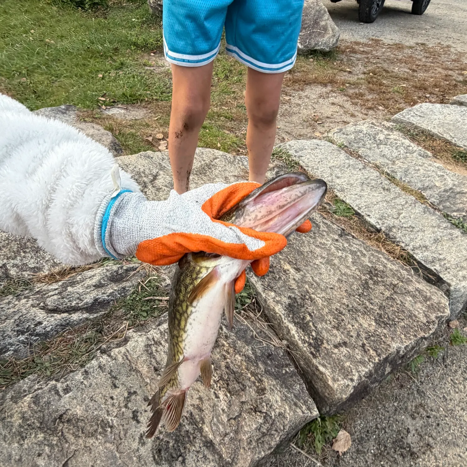 Chain pickerel caught on Fishbrain