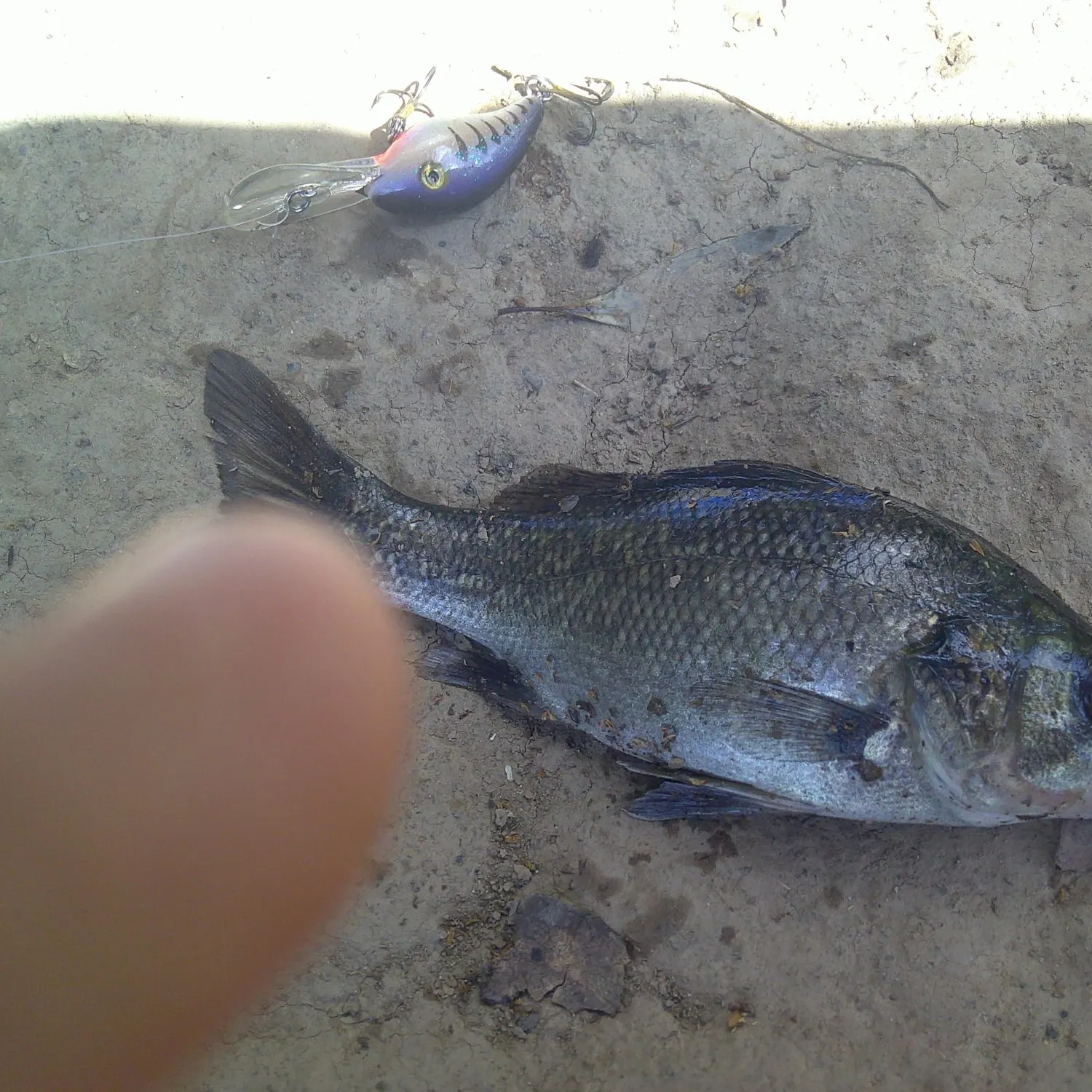 The most recent Australian bass catches on Fishbrain