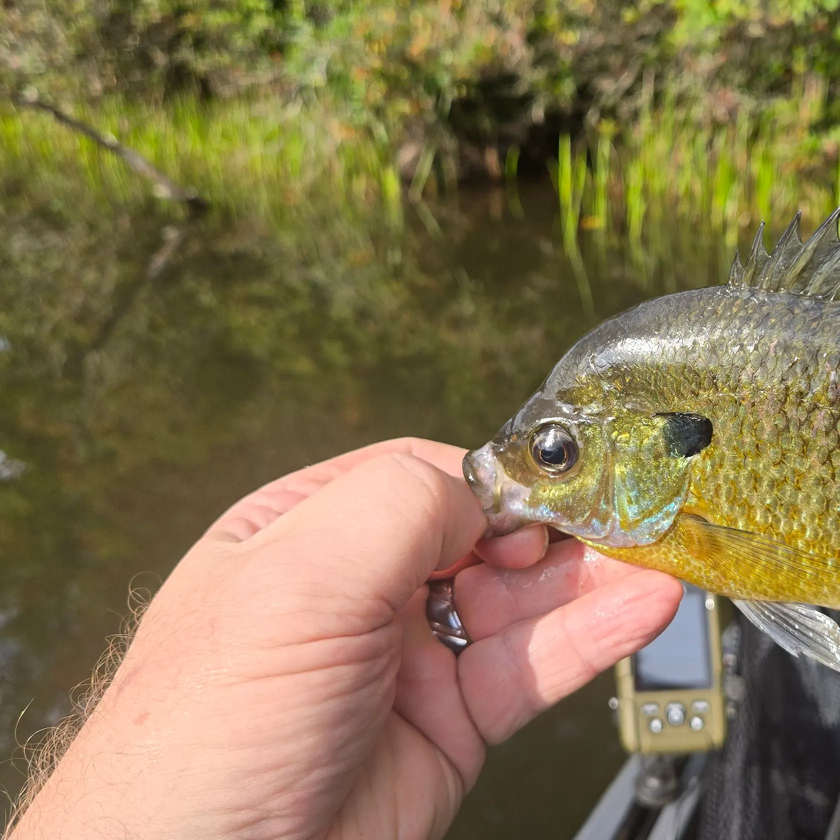 Greengill hybrid caught on Fishbrain
