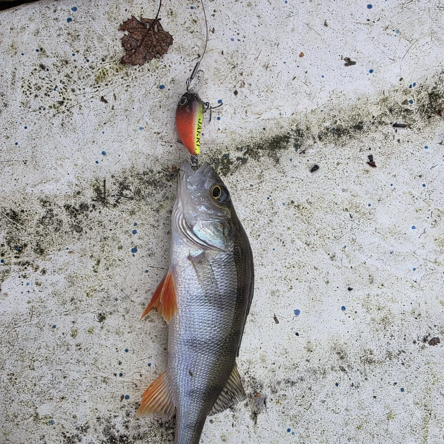 European perch caught on Fishbrain