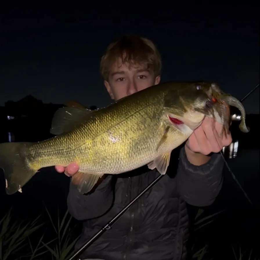 Largemouth bass caught on Fishbrain