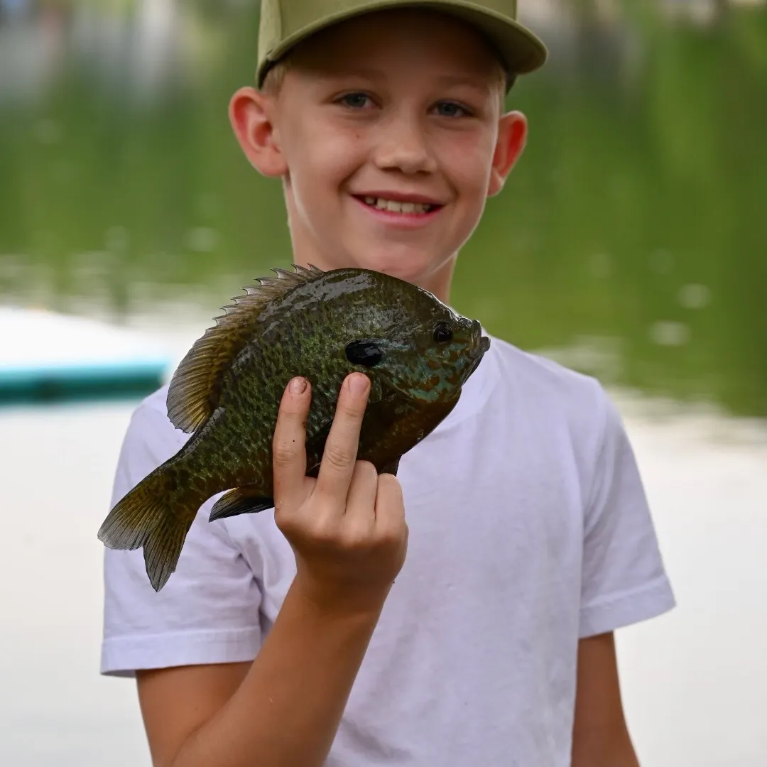 Bluegill caught on Fishbrain