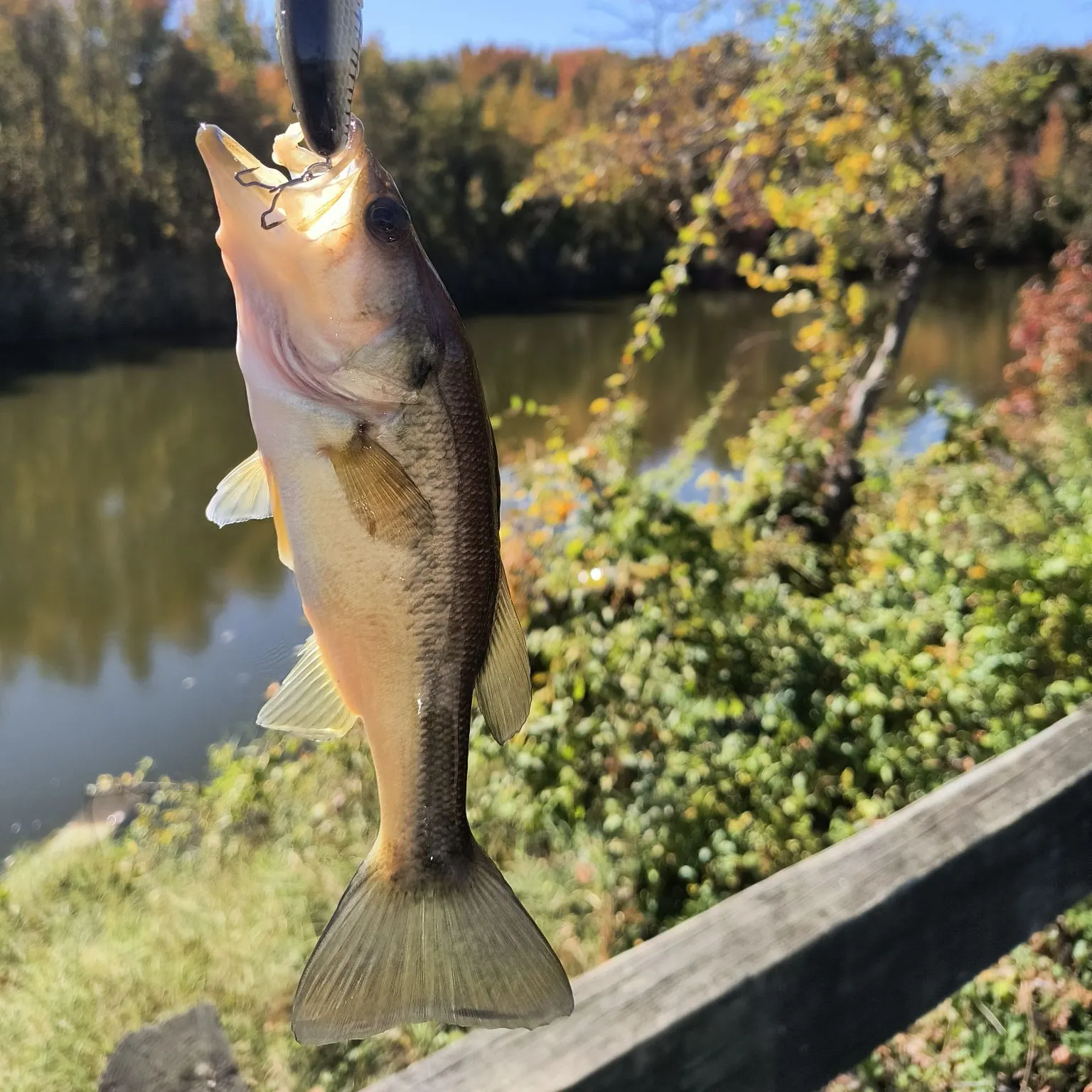 Largemouth bass caught on Fishbrain