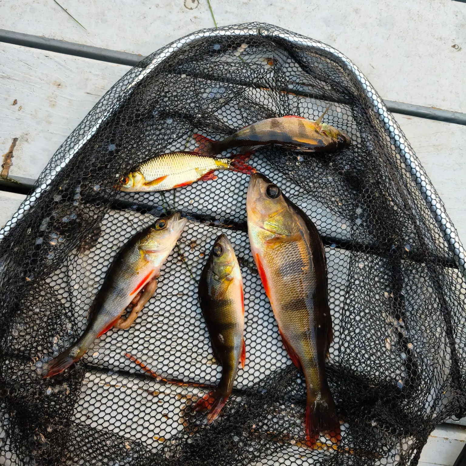 European perch caught on Fishbrain