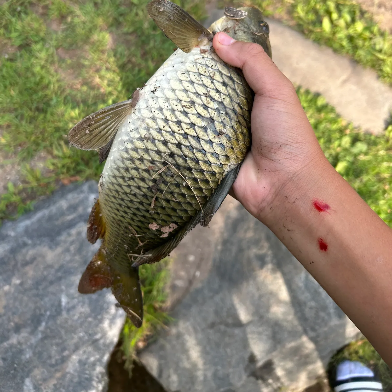Common carp caught on Fishbrain