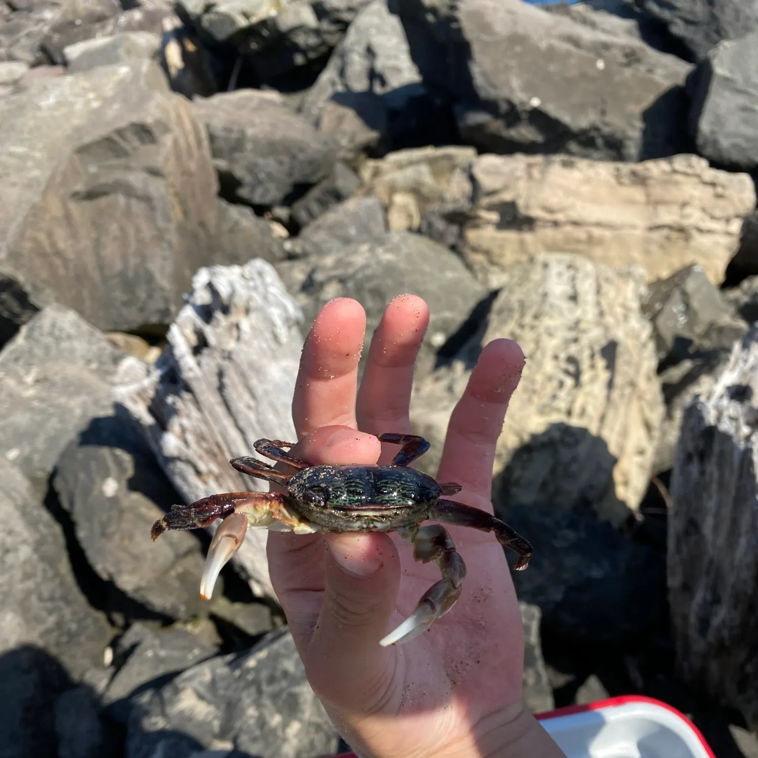 The most recent Pacific rock crab catches on Fishbrain