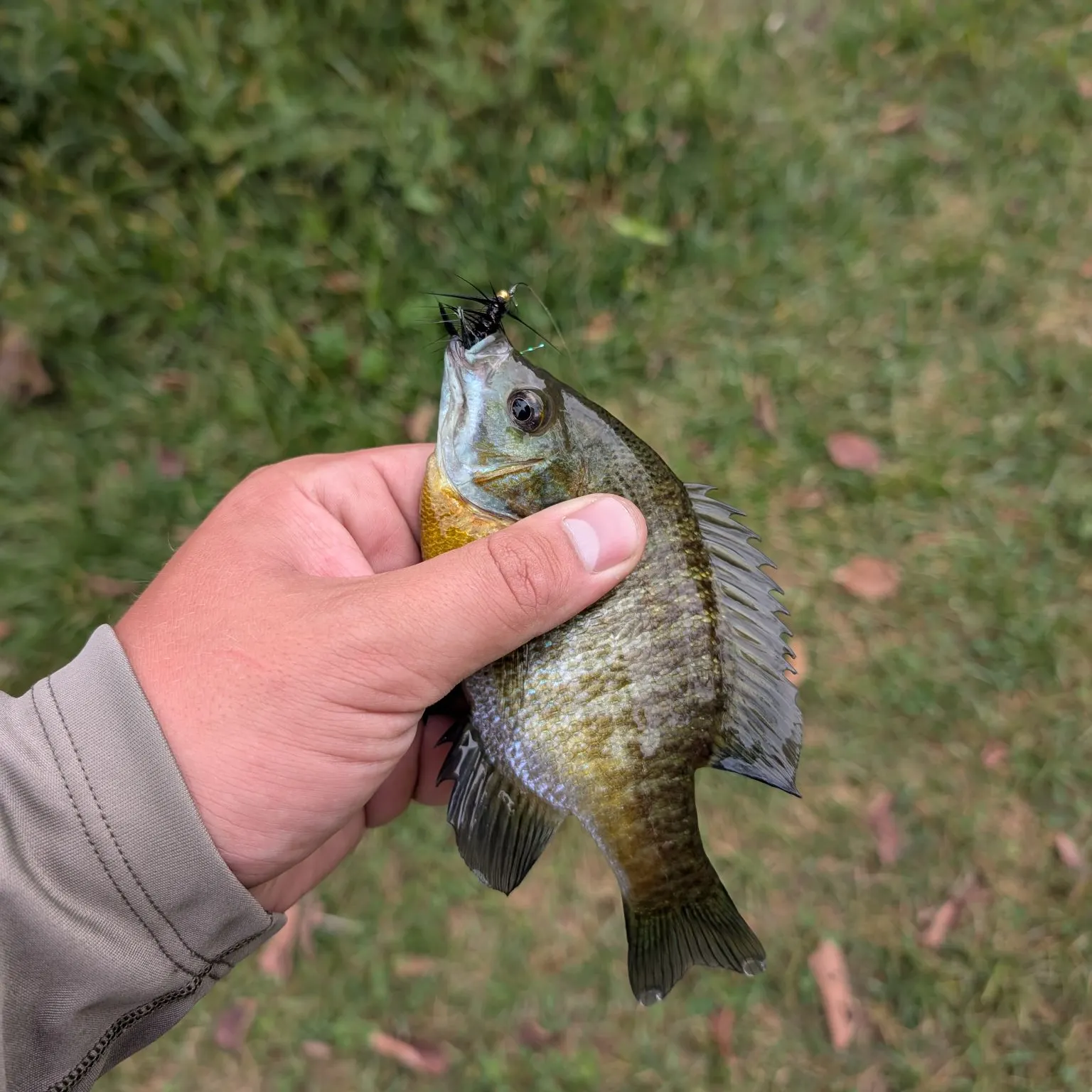Bluegill caught on Fishbrain