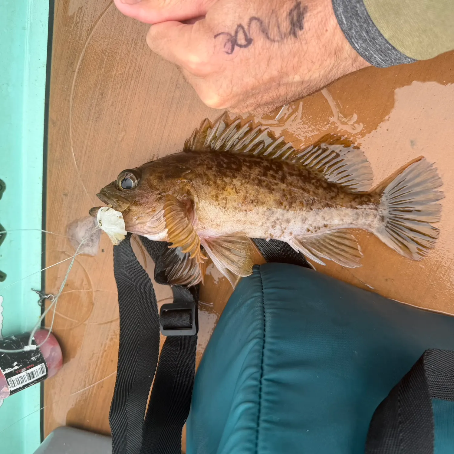 The most recent Kelp rockfish catches on Fishbrain
