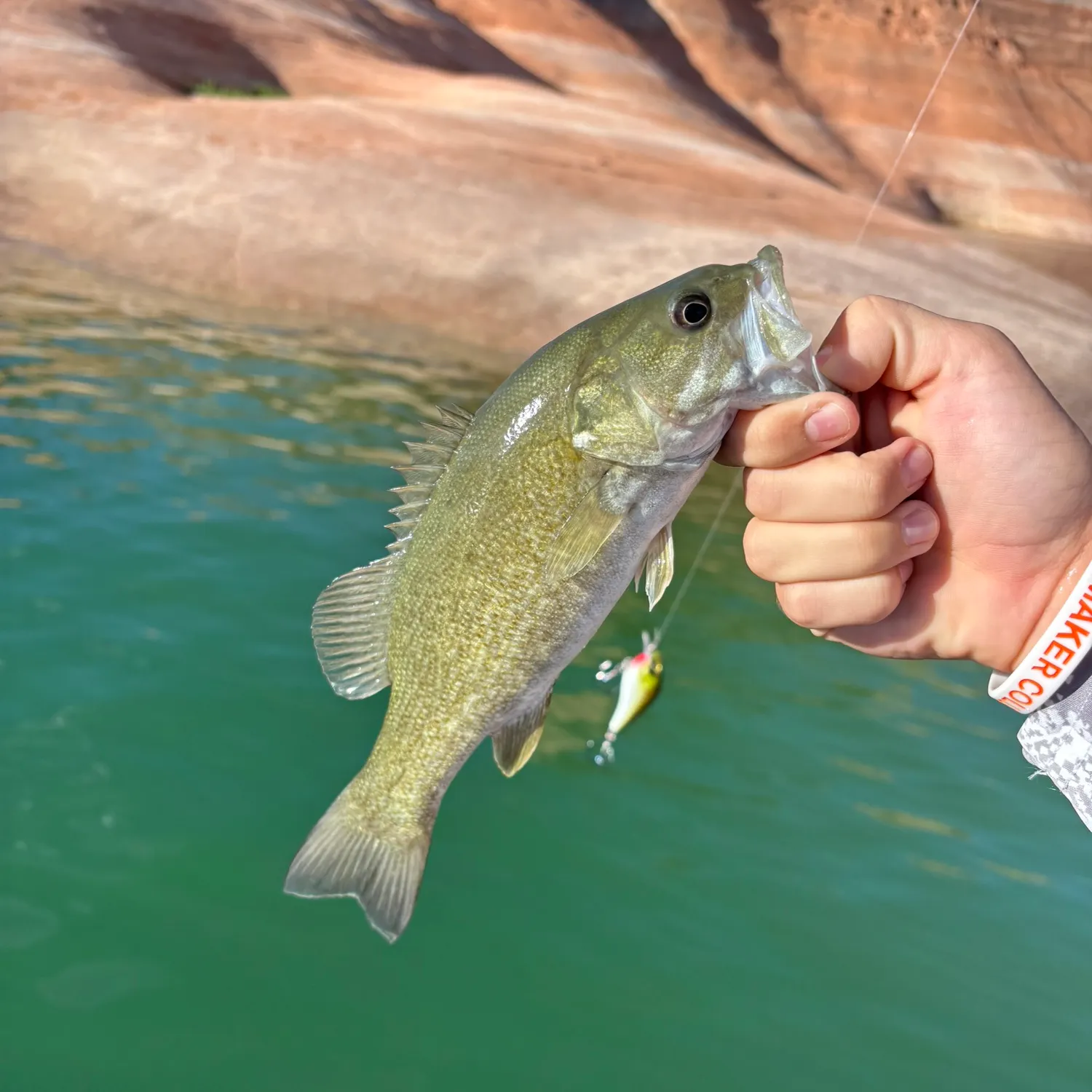 Smallmouth bass caught on Fishbrain