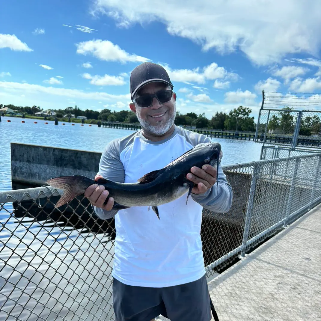 Channel catfish caught on Fishbrain